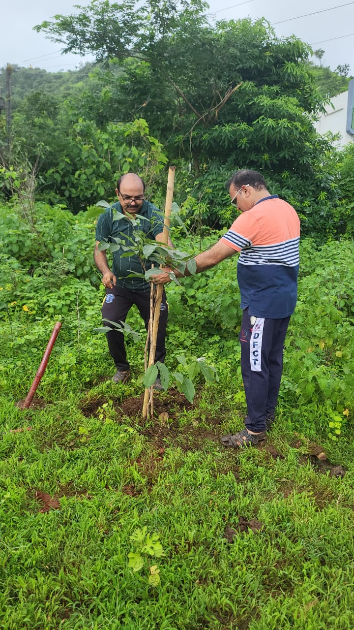Tree Plantation